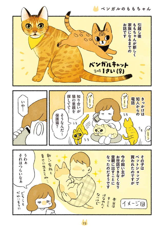 えええ！ 猫を飼うのに、世話もできない、お金もないなんて／茶トラのやっちゃんとちーちゃん２ chatora_p72.jpg