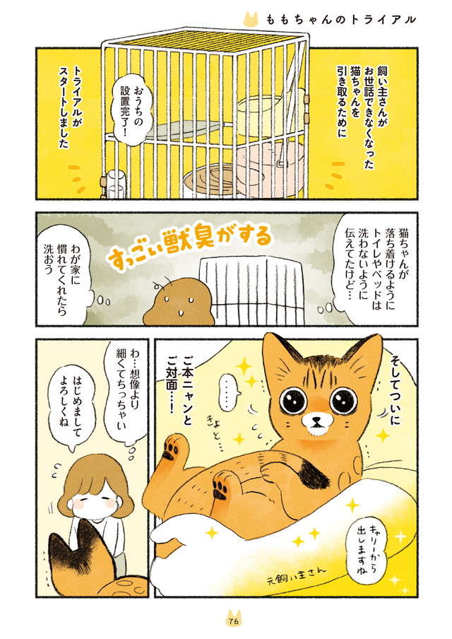 シャアアア！ 警戒心ばりばりの猫。一撃で大人しくさせたモノとは／茶トラのやっちゃんとちーちゃん chatora_p76.jpg