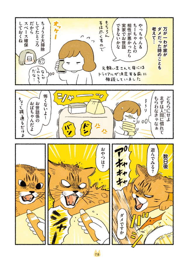 シャアアア！ 警戒心ばりばりの猫。一撃で大人しくさせたモノとは／茶トラのやっちゃんとちーちゃん chatora_p78.jpg