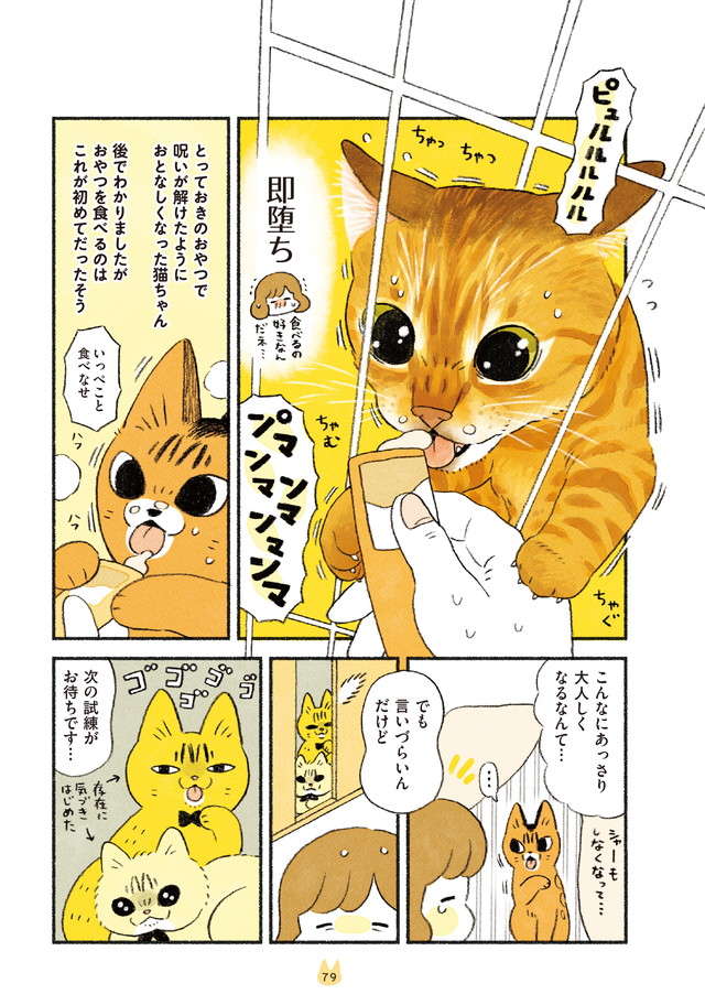 シャアアア！ 警戒心ばりばりの猫。一撃で大人しくさせたモノとは／茶トラのやっちゃんとちーちゃん chatora_p79.jpg