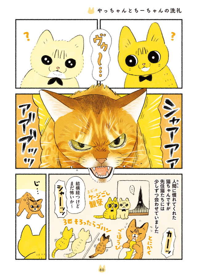 ついに先住猫2匹とご対面！ 新入り猫への「アメムチ効果」／茶トラのやっちゃんとちーちゃん chatora_p80.jpg