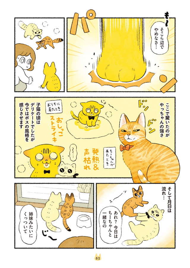 ついに先住猫2匹とご対面！ 新入り猫への「アメムチ効果」／茶トラのやっちゃんとちーちゃん chatora_p82.jpg