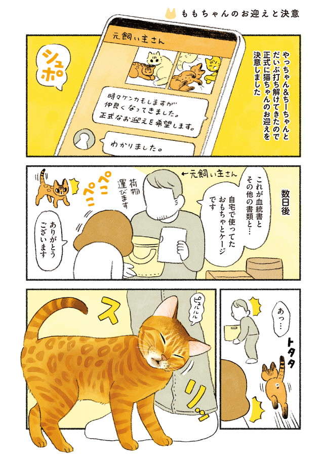 新しく猫を正式にお迎え！ 元飼い主との別れに猫の表情は...／茶トラのやっちゃんとちーちゃん chatora_p84.jpg