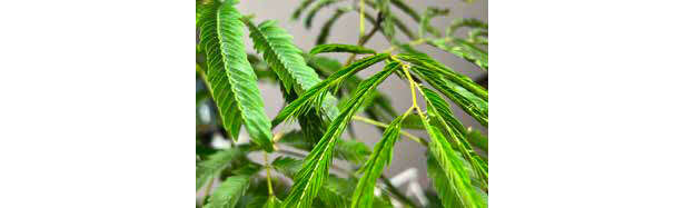 【くわしすぎる園芸店員が教える観葉植物】「エバーフレッシュ」が夜になると葉を閉じる理由 光が弱いところからだんだん閉じる.jpg