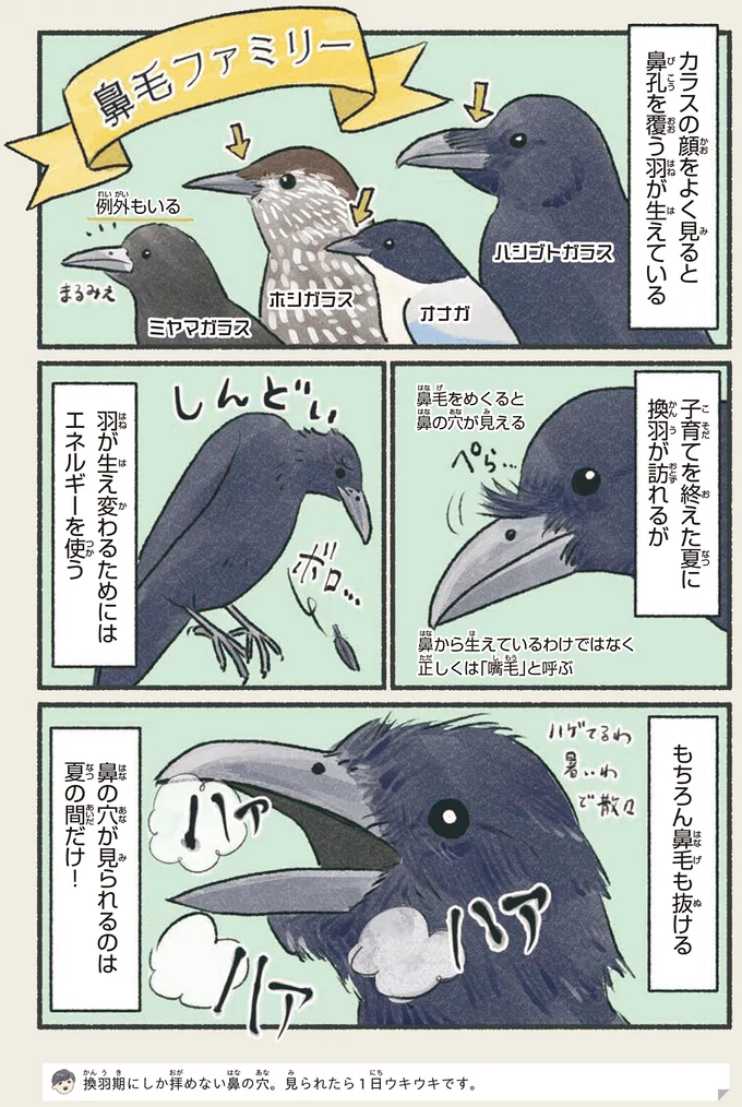 『意外と知らない鳥の生活 1〜2』 52.webp