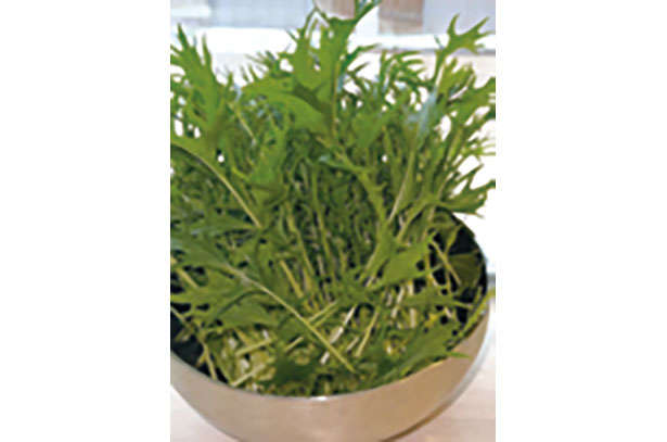 「水菜」は自宅で育てる！たくさん収穫するための「プラカップ」を使った栽培方法を紹介 chapter-1-プラカップ_0124-7-8.jpg