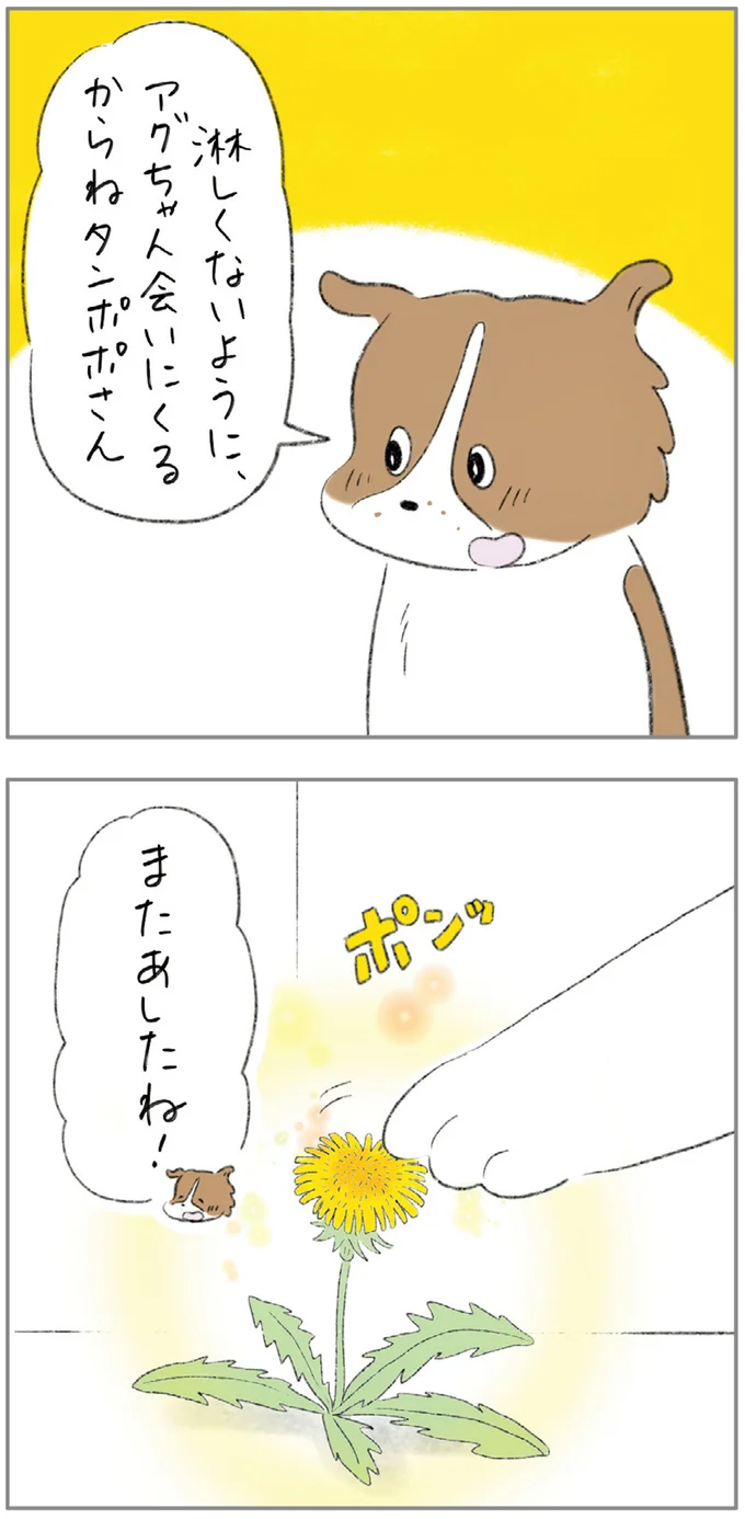 『ターとアグのしあわせ日和 元ノラ猫と元保護犬、ふたりは親友』 02-03.png