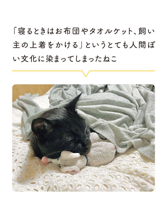 「家猫の初心者だったせい？」人間ぽい文化に染まってしまったうちの猫／黒猫ろんと暮らしたら3 12.jpg