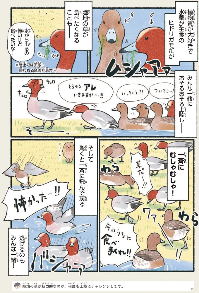 「生えてる？」食事中のお尻がキュートな鳥って？／意外と知らない鳥の生活 12.png