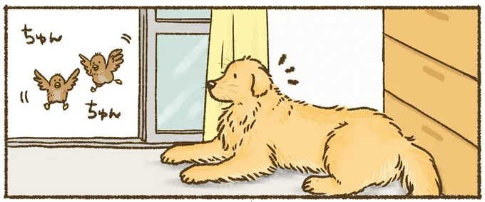 なんでそこで!? 愛犬のレトリバーがいちいち寝にくいところで...／今日もゴールデンレトリバーに癒されて 15710964.webp