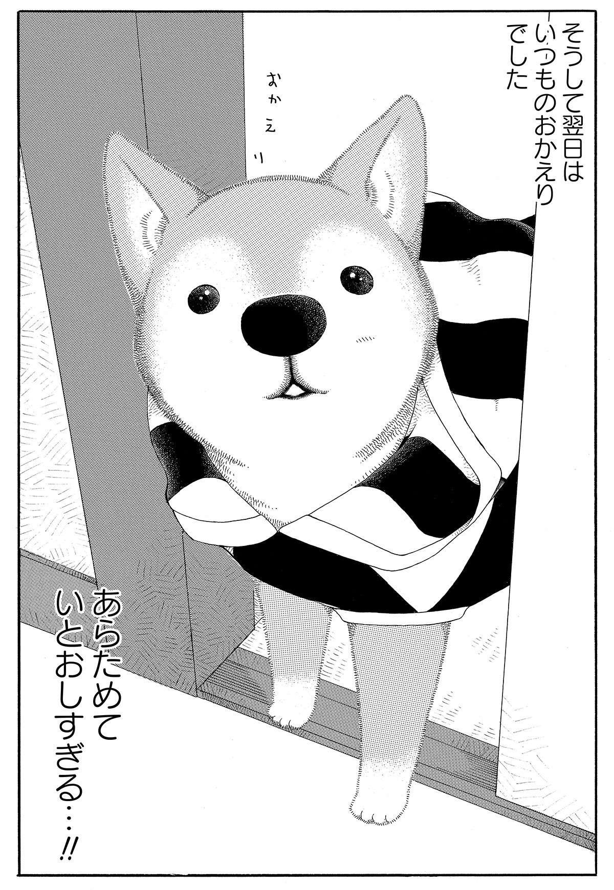 おじいちゃん柴犬との日々。帰った時の愛犬のリアクションが...かわいいけど変？／じじ柴ハチさん 16.jpg