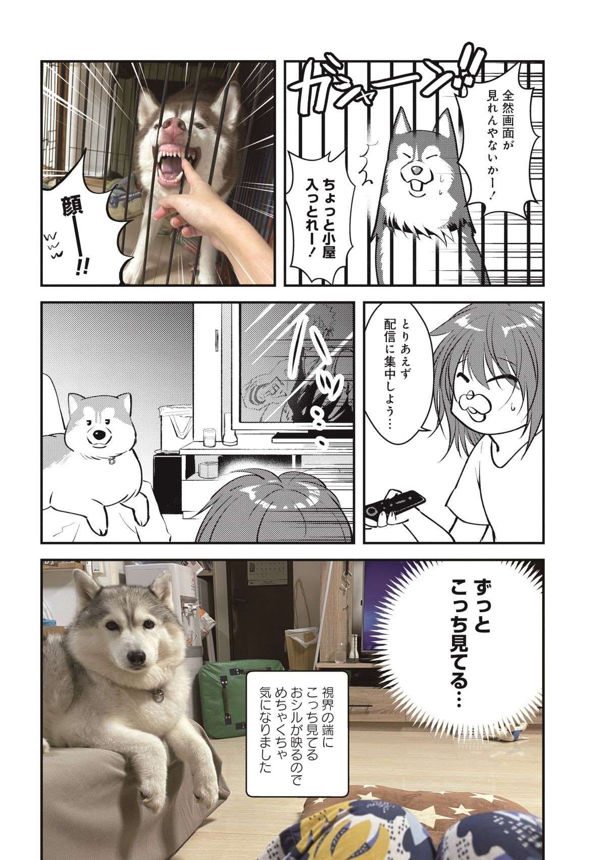 我が家のハスキーを「犬」だと思っていなかった愛猫。ある日、気づいた結果／猫とハスキーとハマジ2 ５.jpg