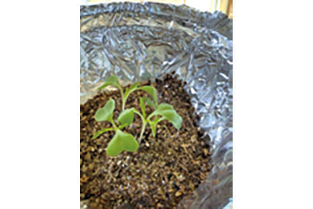 「水菜」は自宅で育てる！たくさん収穫するための「プラカップ」を使った栽培方法を紹介 chapter-1-プラカップ_0124-7-6.jpg