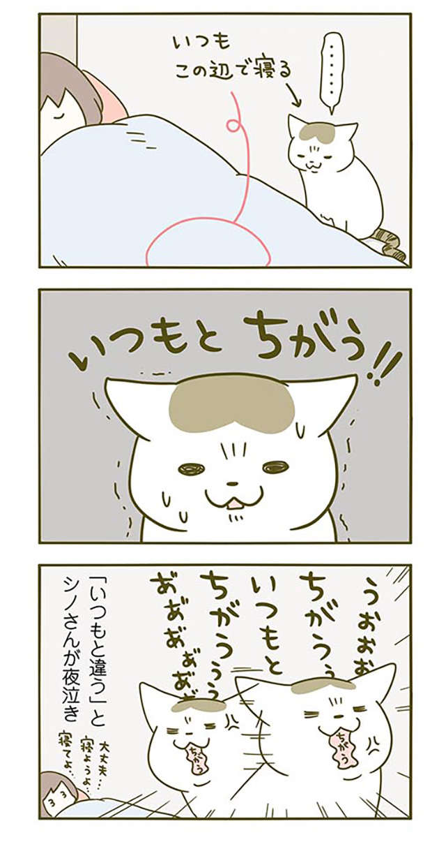 「いつもと違う！」と猫の夜泣き。季節の変わり目のあるある!?／うちの猫がまた変なことしてる。2 11.jpg