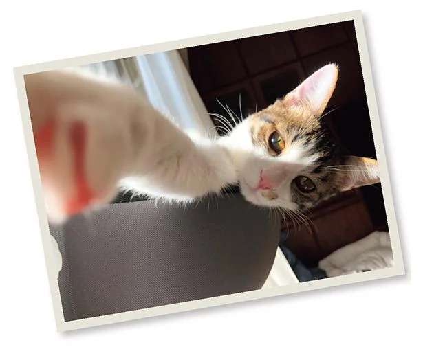 ああ、優しい。犬猫をもふりたい飼い主の欲求に...／まめきちまめこニートの日常 3 mameko23_4.jpeg