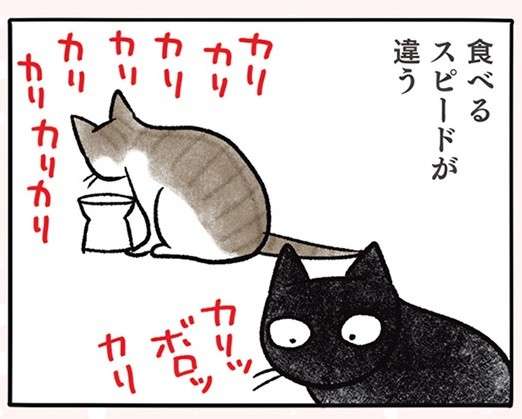 ニヤリ。猫が同じカリカリに飽きて「気付いたこと」／黒猫ナノとキジシロ猫きなこ kuroneko_nano6-1.jpg