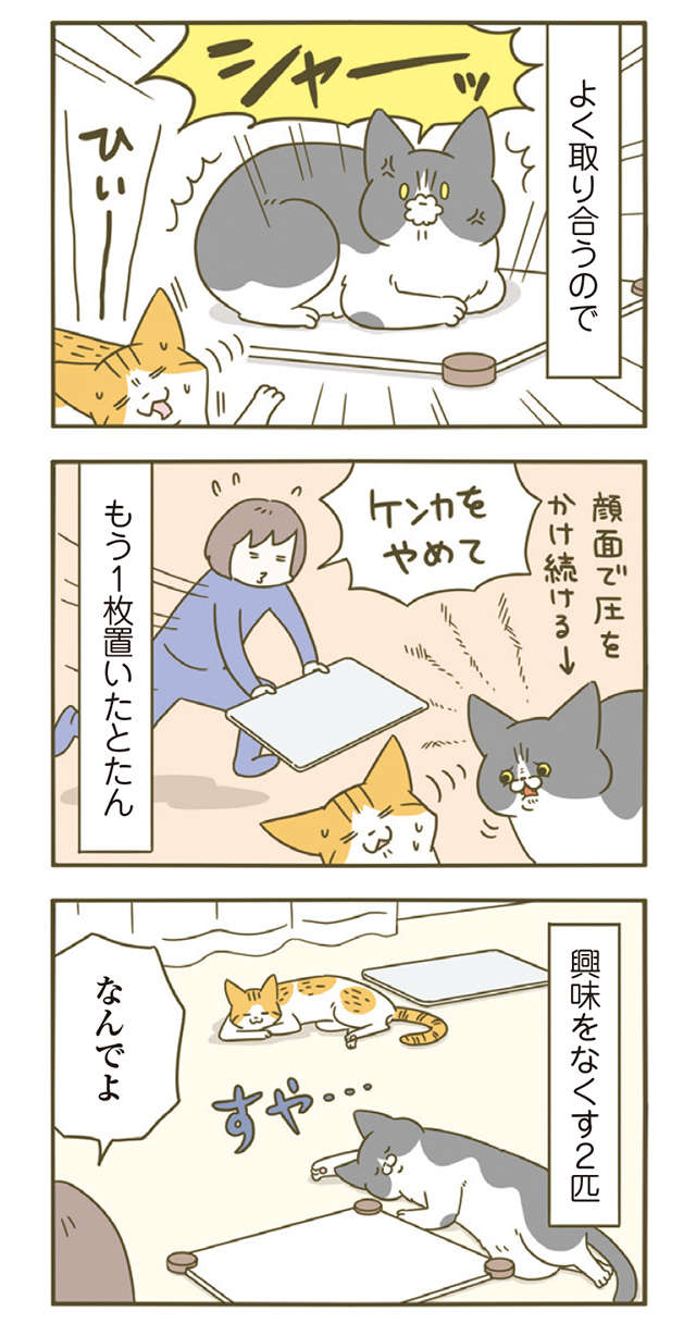 「なんか怖い」猫が飼い主の汗を舐めたら...豹変！／うちの猫がまた変なことしてる。4 11.jpg