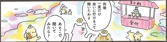 ペットロスで寝込む飼い主。天国から会いに行った老猫が「伝えたかったこと」/天国での暮らしはどうですか
