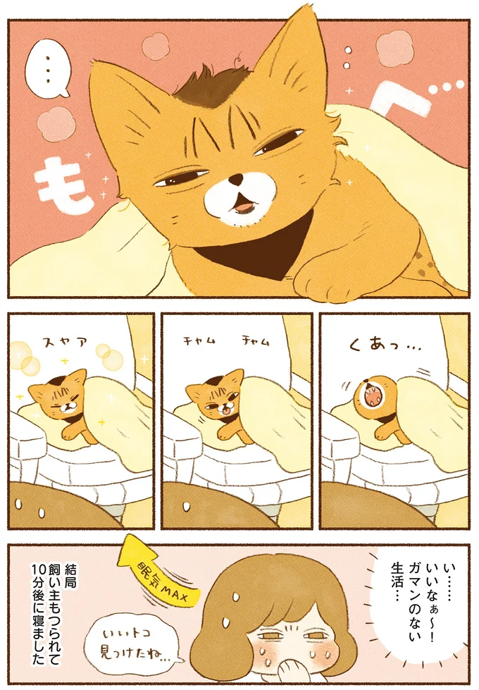 『しまねこ3姉妹と暮らしています　深まるきずな編』 13539123.webp