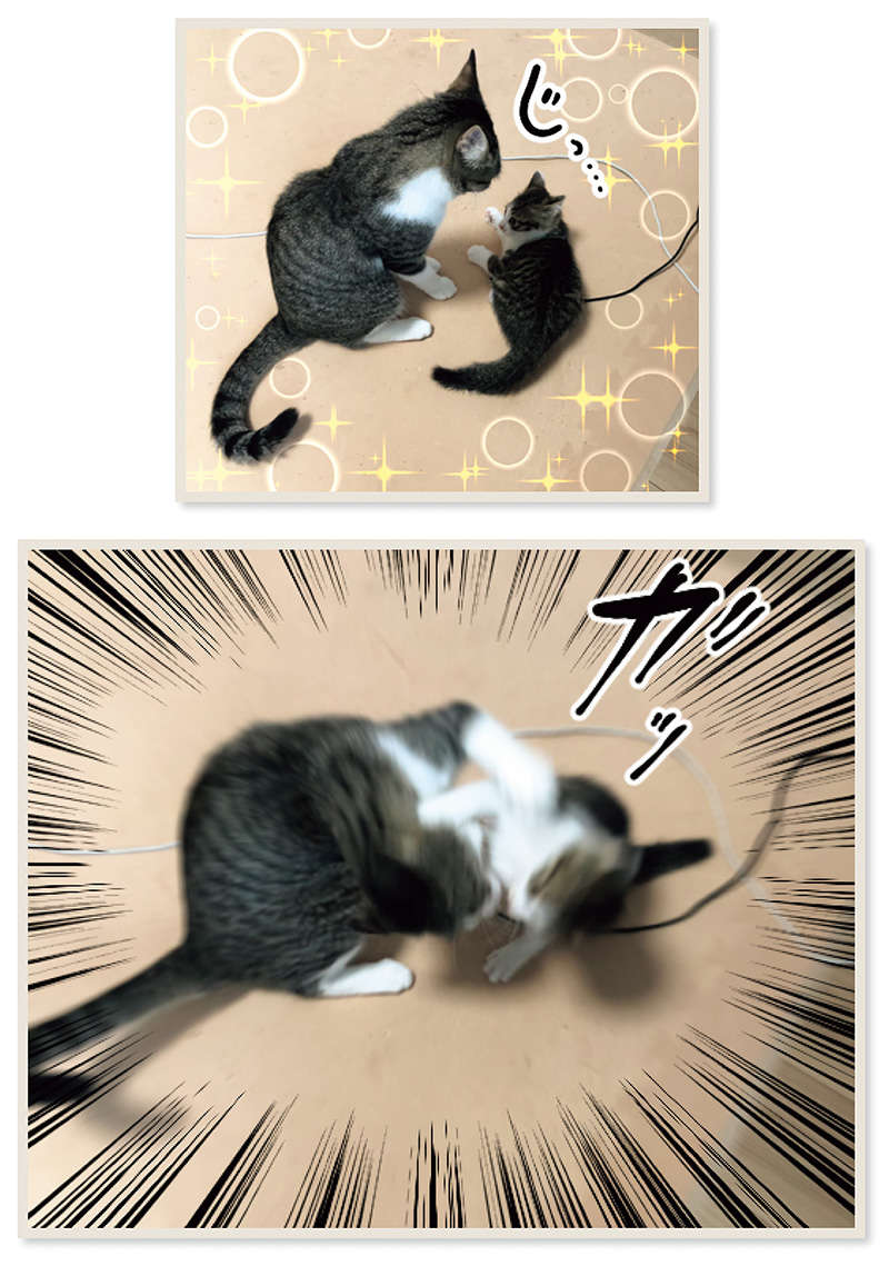 「パンパンやないか」新入り子猫のすさまじいアレ／まめきちまめこニートの日常 こまちとタビ 3 13.jpg
