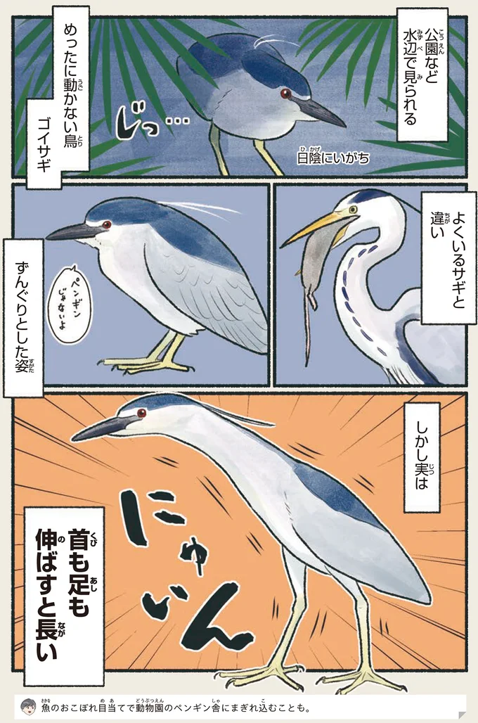 「シラサギ」という鳥は存在しない？ いろいろややこしい事情／意外と知らない鳥の生活 12.png