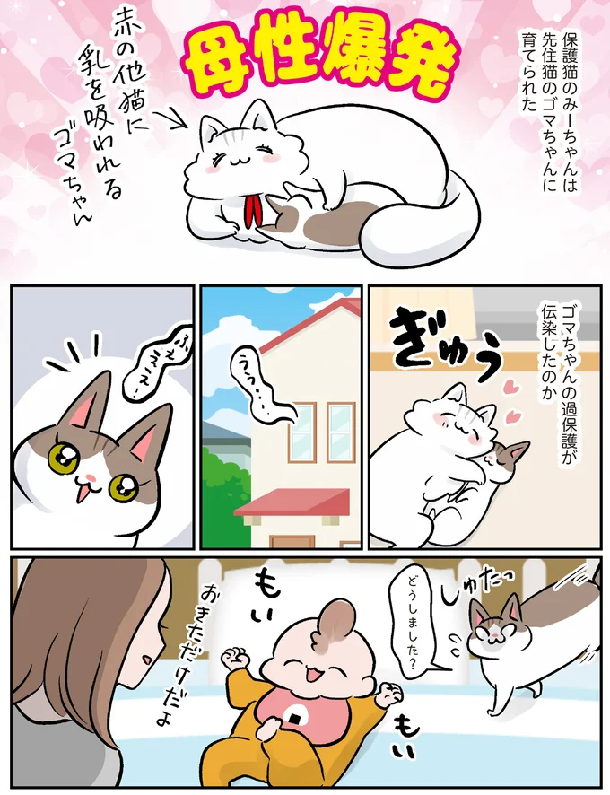 手なずけてる...「過保護猫と過ごした娘」が保育園で見せた才能／マジレス幼児とモンペ猫 21.webp