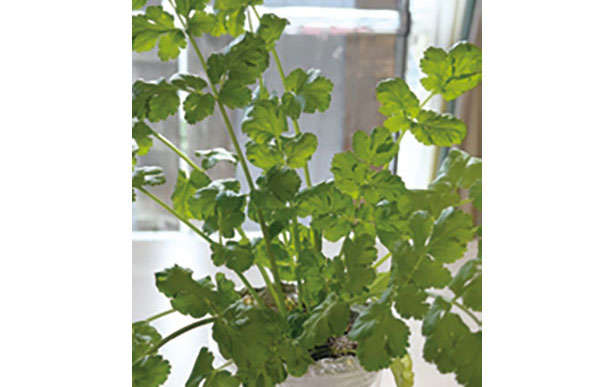 【女性に人気の「パクチー」を育てよう】「プラカップ」を使えば長く簡単に栽培可能！ thchapter-1-プラカップ_0124-4-2.jpg