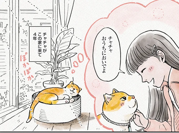 元野良猫がわが家に来た4年前。初めて首輪をつけてあげると...おお!/元野良猫チャチャ 本日も見まわり中