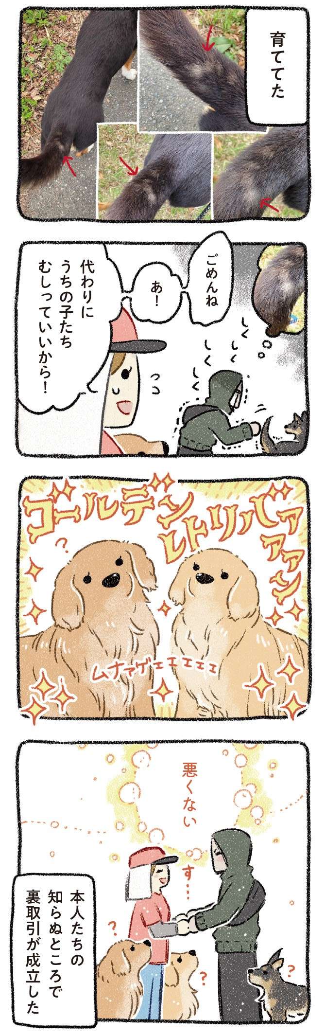 2時間かけて犬を「むしる」。ビフォー・アフターは？／ドベとノラ 2 犬