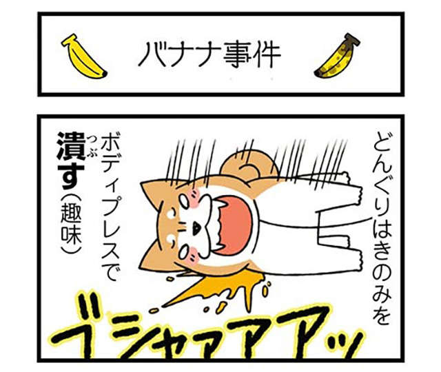 「バナナ事件」発生！ 飼い主の部屋からバナナをパクった犬。突然横倒しになり...／ドヤ顔柴犬どんぐり donguri-i-009-1.jpg