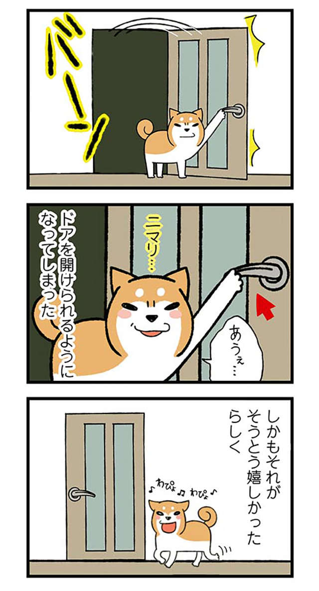 家では「あわわ～」と鳴く愛犬。動物病院で猫をかぶった結果、先生が「一言」／ドヤ顔柴犬どんぐり donguri-i-030-2.jpg