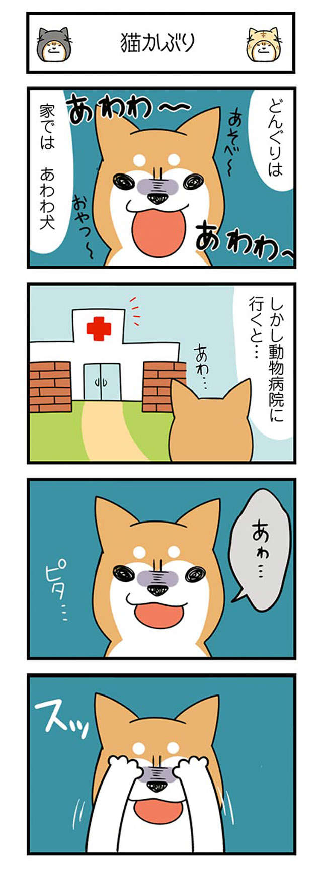 家では「あわわ～」と鳴く愛犬。動物病院で猫をかぶった結果、先生が「一言」／ドヤ顔柴犬どんぐり donguri-i-031-1.jpg