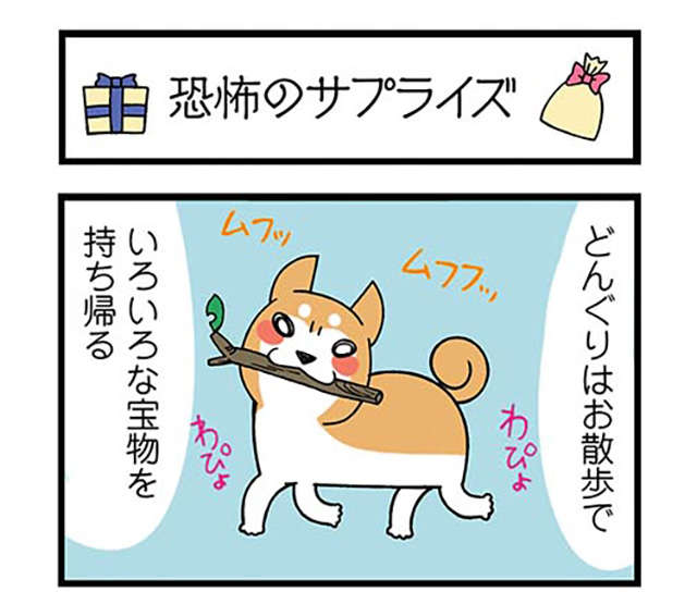「何持ってるの？」お散歩で宝物を拾った愛犬。なんと「恐怖のプレゼント」だった／ドヤ顔柴犬どんぐり donguri-i-037-1.jpg
