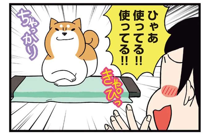 柴犬に通じない飼い主の優しさ。良かれと思って買ってきたのに...／ドヤ顔柴犬どんぐり2