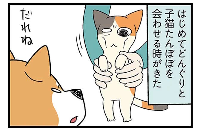 子猫と初対面した柴犬。一瞬で魅了されたようで...ペロペロ／ドヤ顔柴犬どんぐり3