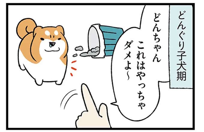 子犬期でも意思疎通できた柴犬。同じことを子猫に言ってみると...え？／ドヤ顔柴犬どんぐり3