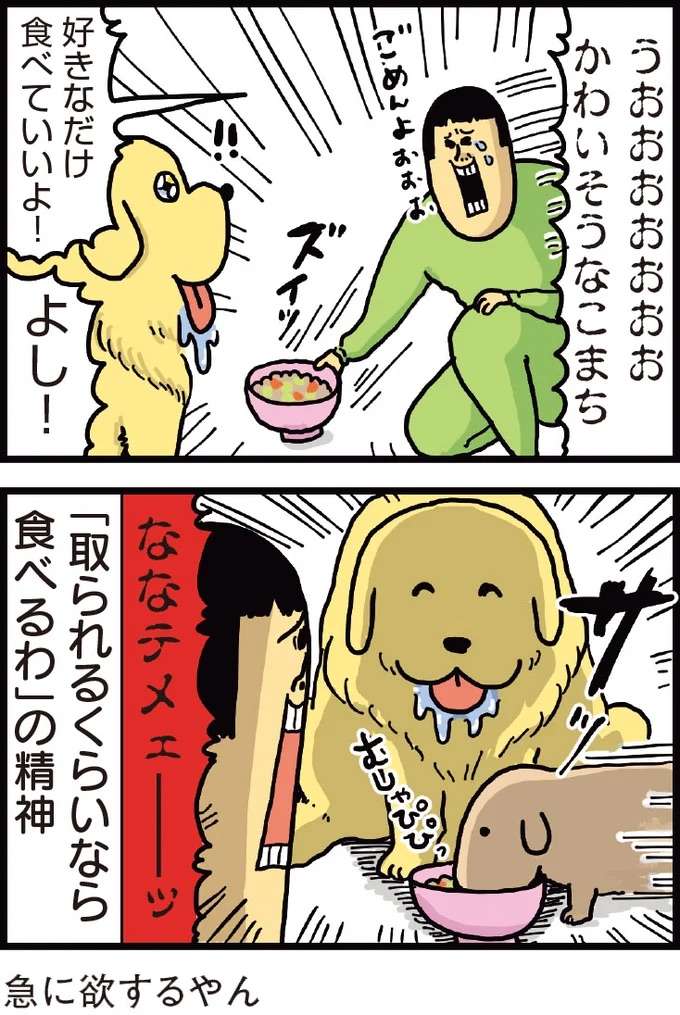 「食べていいやつですか？」愛犬たちのご飯をかけた心理戦／まめきちまめこニートの日常 1 mameko2_3.jpeg