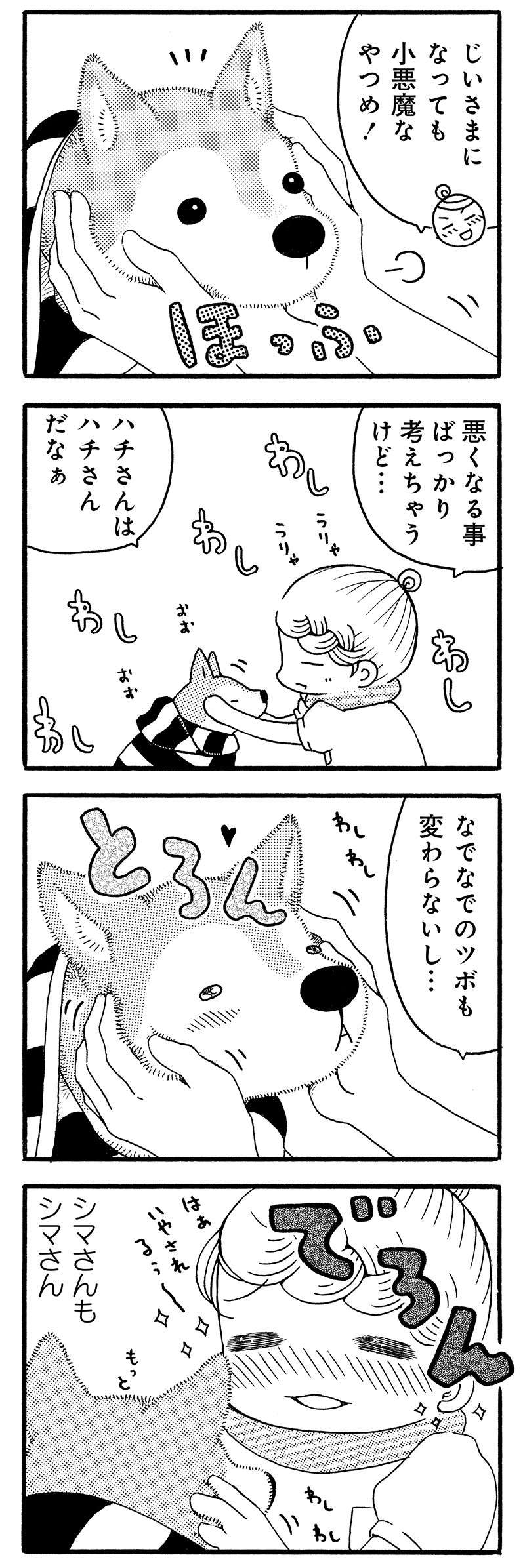 おじいちゃん柴犬との日々。帰った時の愛犬のリアクションが...かわいいけど変？／じじ柴ハチさん 13.jpg