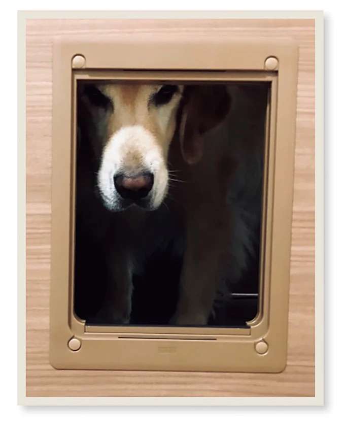 消えた猫のご飯。犯人は愛犬？ 疑いたくないけど疑惑は深まるばかり／まめきちまめこニートの日常 こまちとタビ4 mame3_4.jpeg