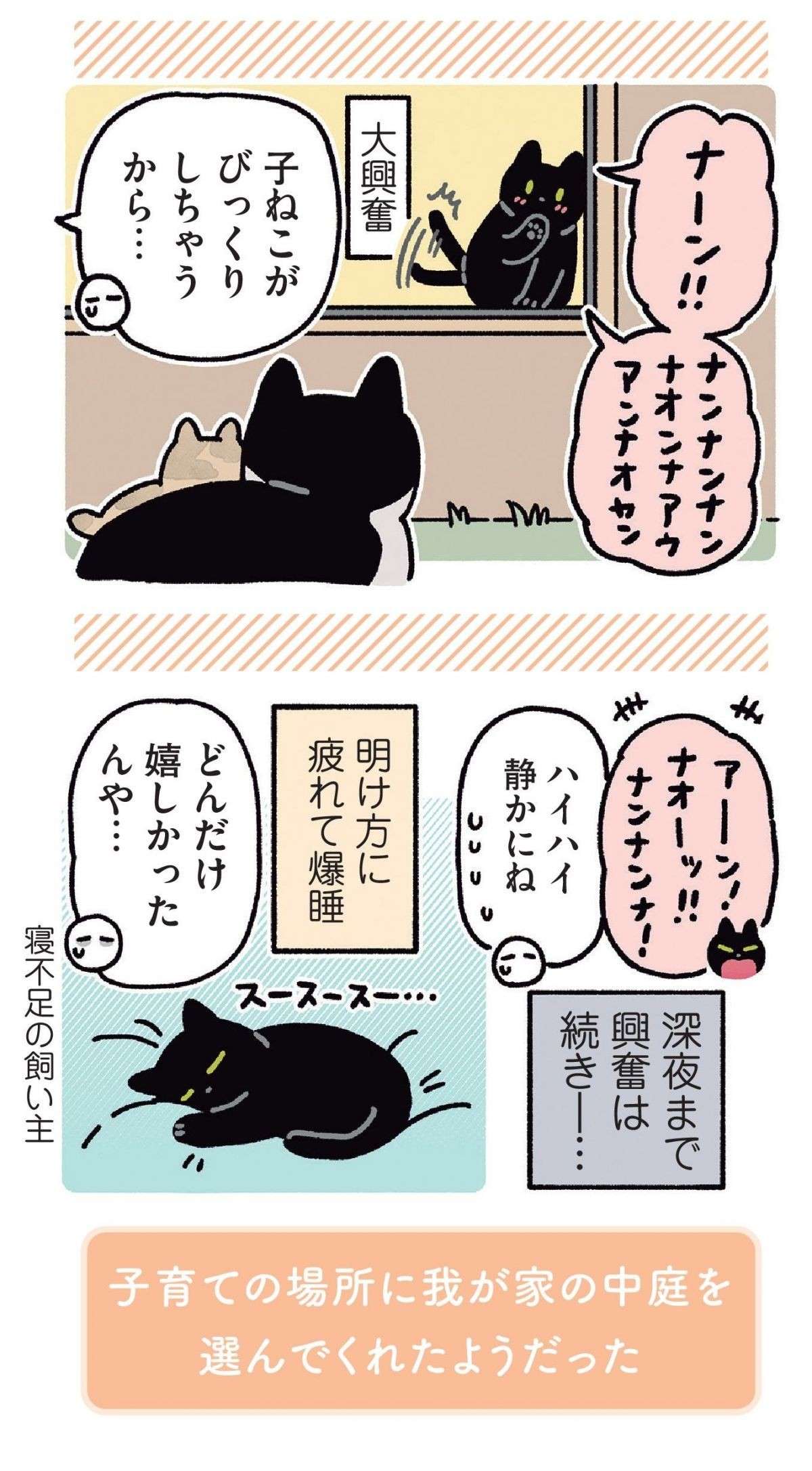 うちの猫が、子猫を見て大興奮。その喜びと気遣いが愛おしすぎて／黒猫ろんと暮らしたら 11.jpg