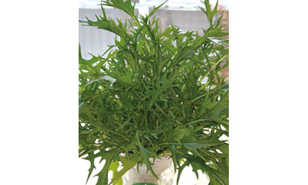 「水菜」は自宅で育てる！たくさん収穫するための「プラカップ」を使った栽培方法を紹介 chapter-1-プラカップ_0124-7-2.jpg