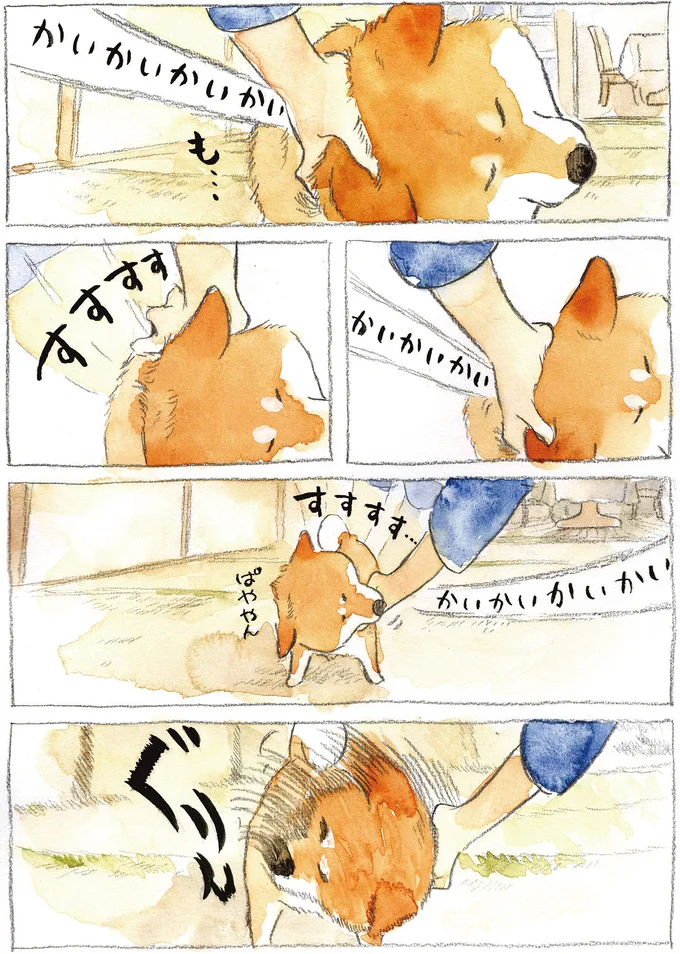 テコでも動かない柴犬。「考え」モードに入ったら...／柴犬ぽんちゃん、今日もわが道を行く２ 03-04.png