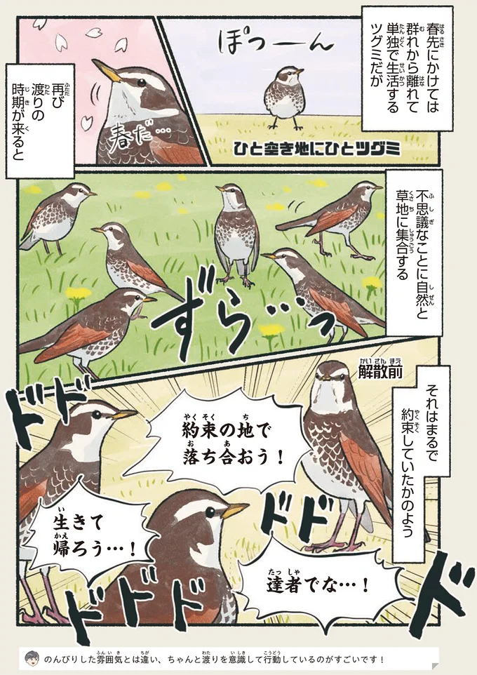 鳥の「ツグミ」の名前の由来、知ってる？ でもある暖かい日に...／意外と知らない鳥の生活 191.webp