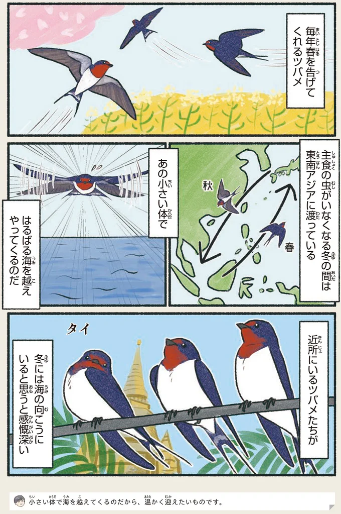 身近だけどすごい旅人。冬の今、この鳥たちがいるのは...？／意外と知らない鳥の生活 161.webp