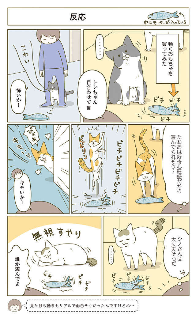 「もういいから」不信感まるだしの顔をする猫。調子乗ってごめん...／うちの猫がまた変なことしてる。6 1.jpg