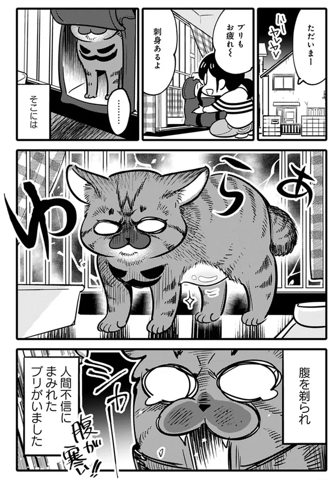 保護した猫と動物病院へ。まだ決めていなから名前を聞かれ...どうする？／ブリちゃん日記 15791989.webp
