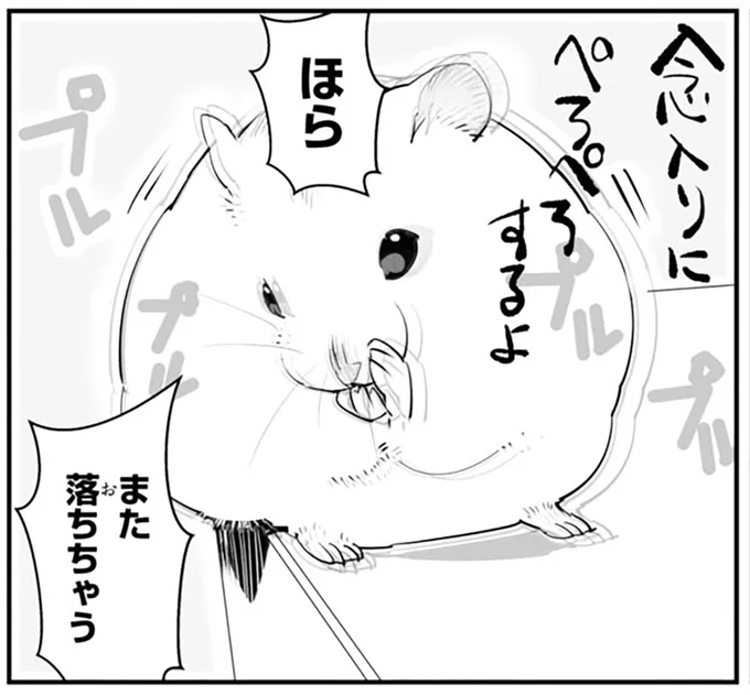 ですよねー。台のはしっこで毛づくろいをするハムスターのトホホな結末／はむはむづくし