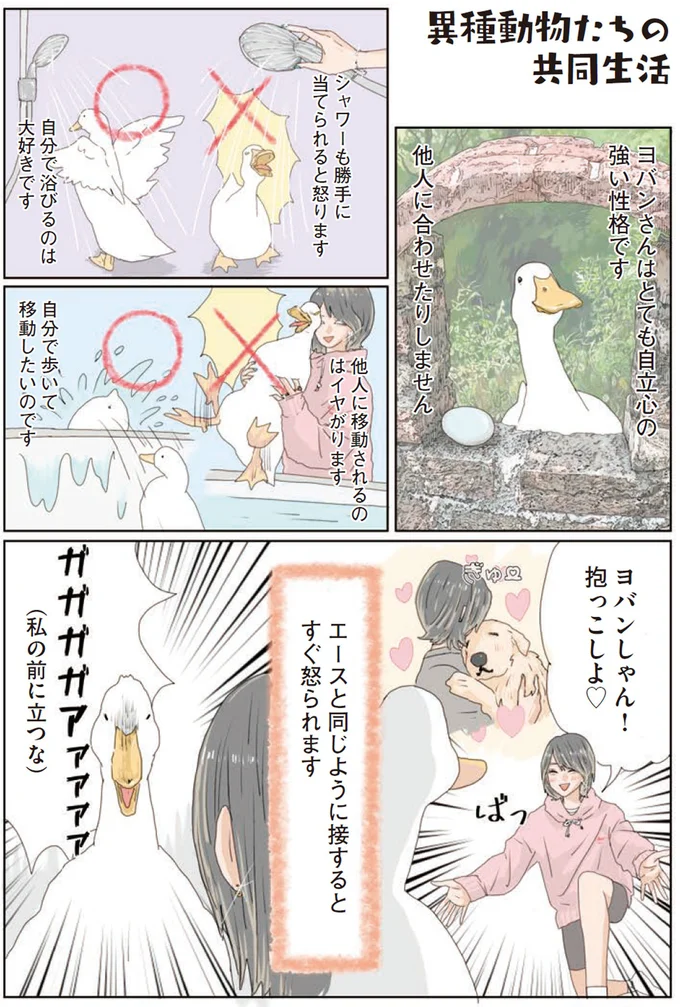 尊重するって大切。アヒルと暮らす愛犬から教わったこと／エースくんとヨバンさん 91.webp