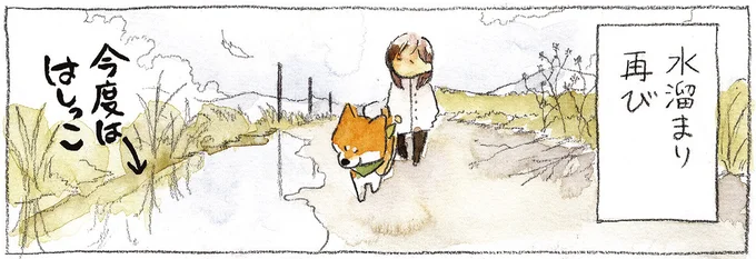 うちの柴犬は水たまりは苦手!? 飼い主泣かせの気まぐれ／柴犬ぽんちゃん、今日もわが道を行く２