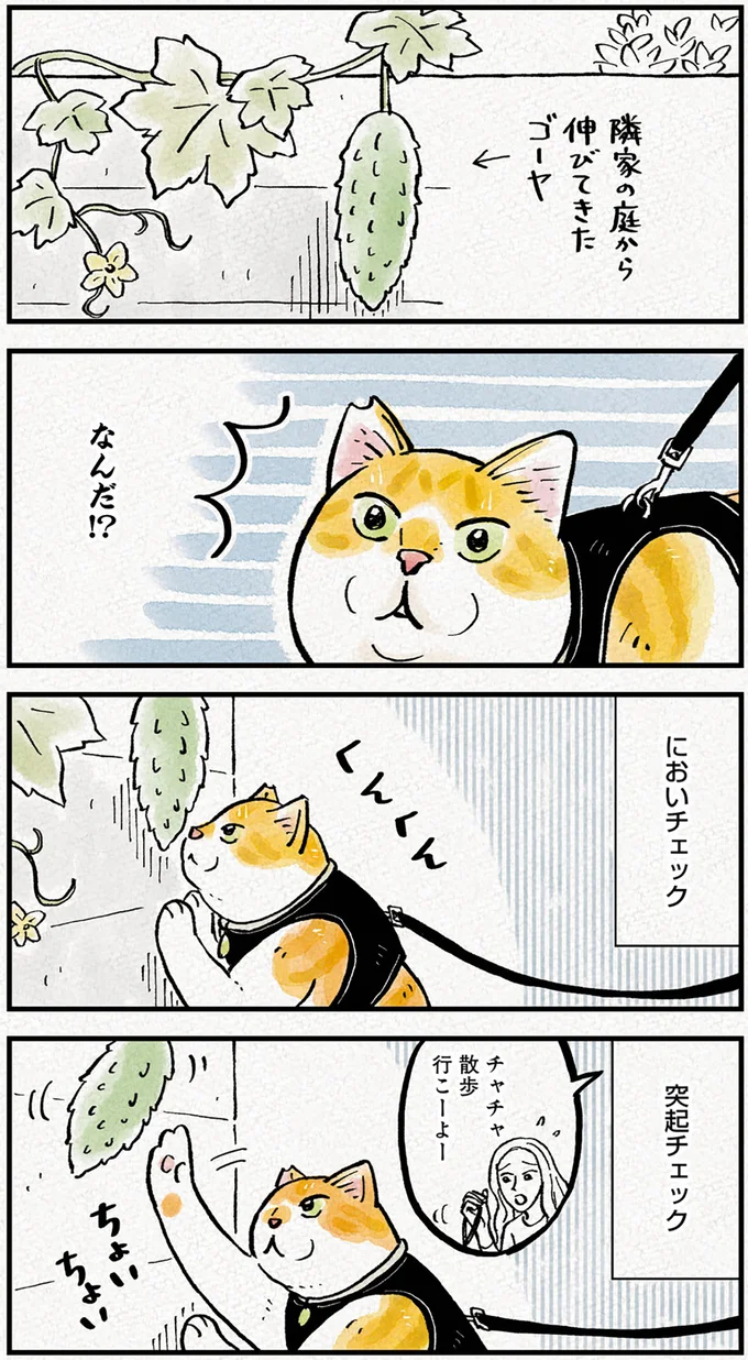 なんだ!? 猫が散歩に行く前、どうしても気になった「突起」／元野良猫チャチャ 本日も見まわり中 03-01.png